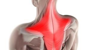 function-trapezius-muscle